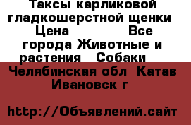 Таксы карликовой гладкошерстной щенки › Цена ­ 20 000 - Все города Животные и растения » Собаки   . Челябинская обл.,Катав-Ивановск г.